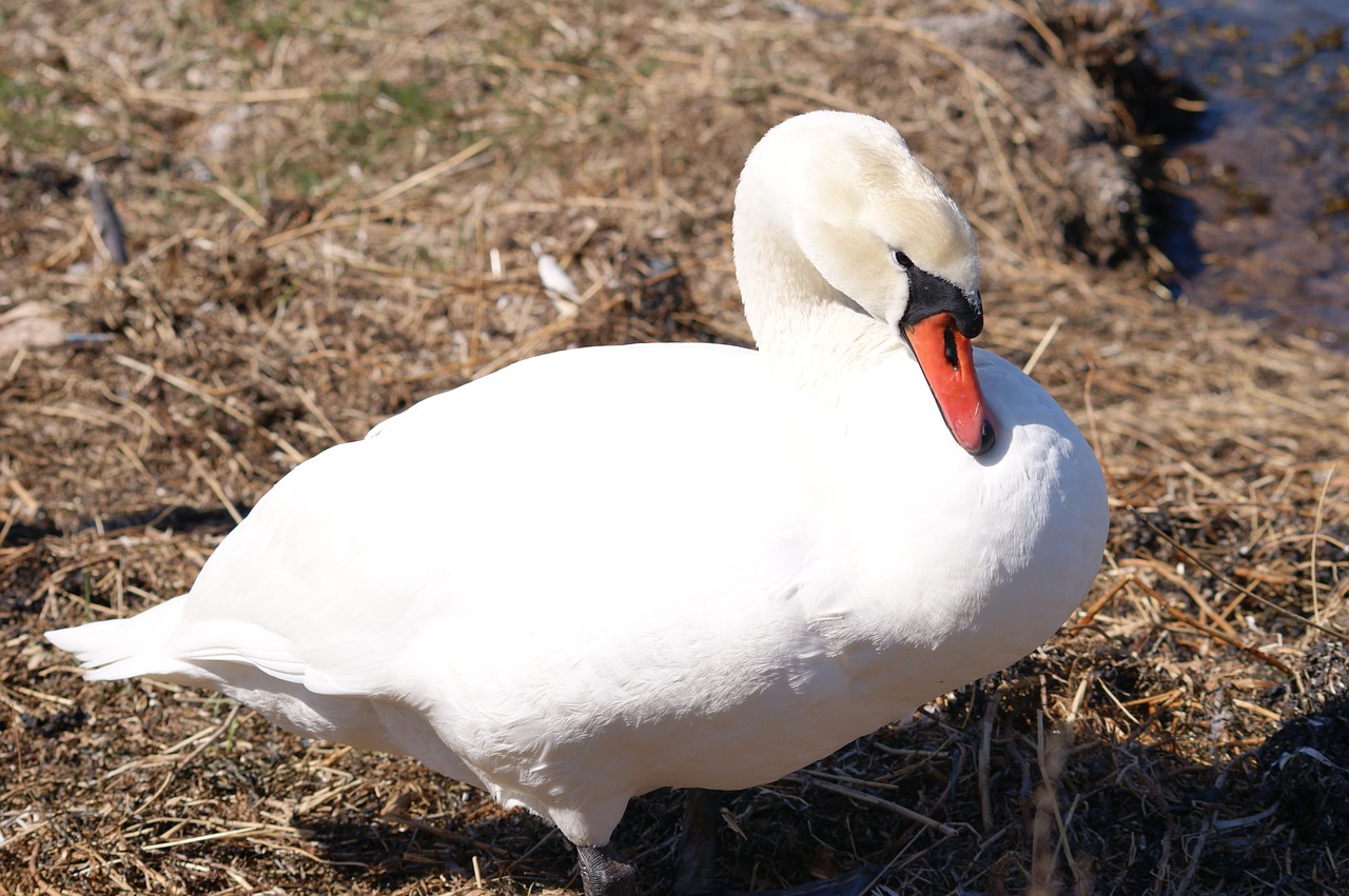 swan bird wild birds free photo