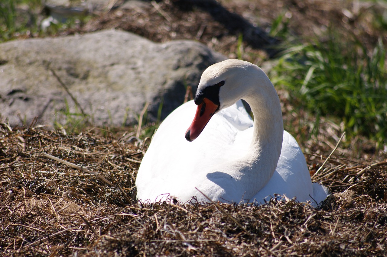 swan bird wild birds free photo