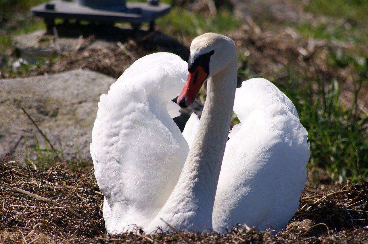 swan bird wild birds free photo