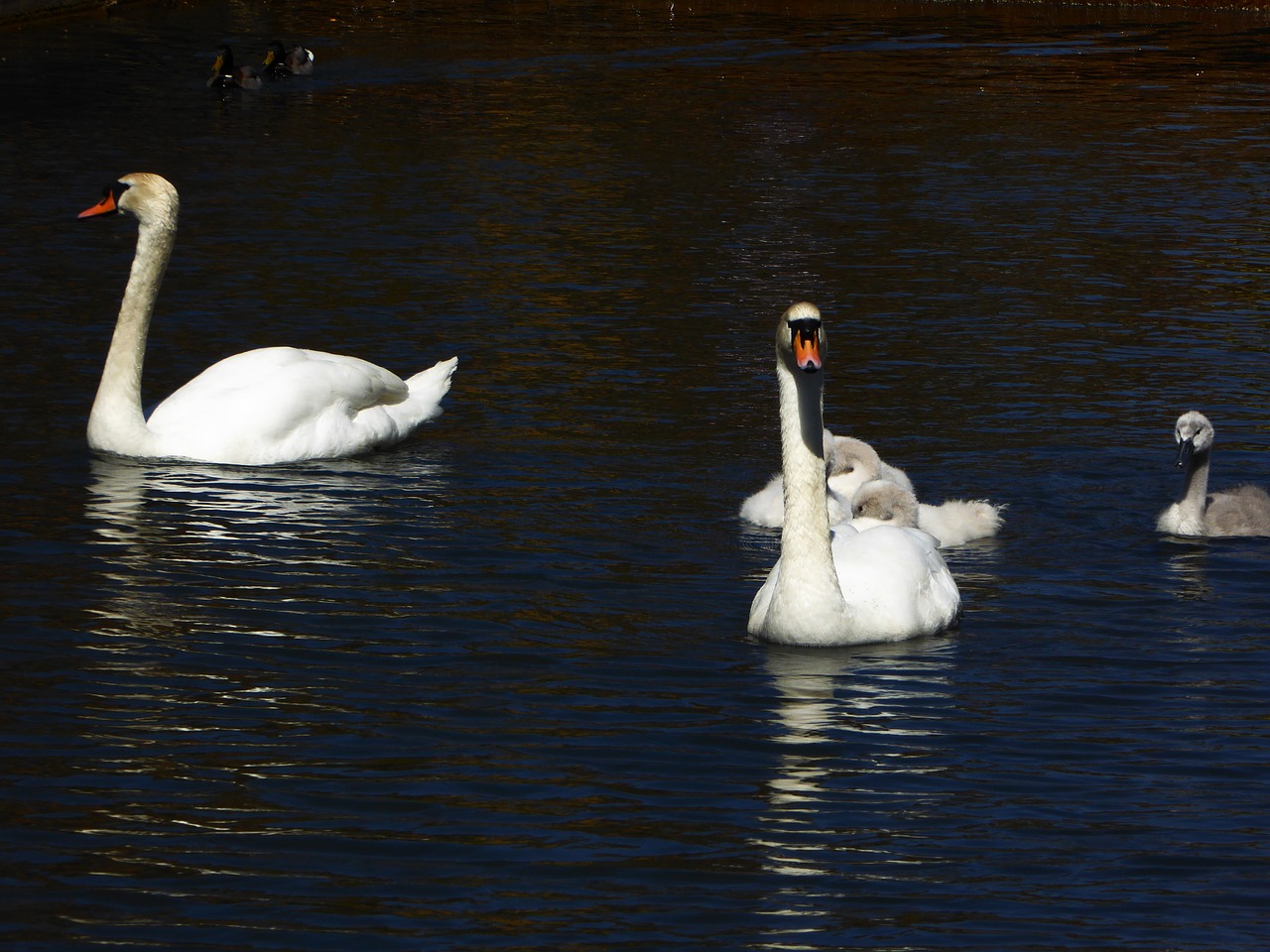 swan family spring free photo