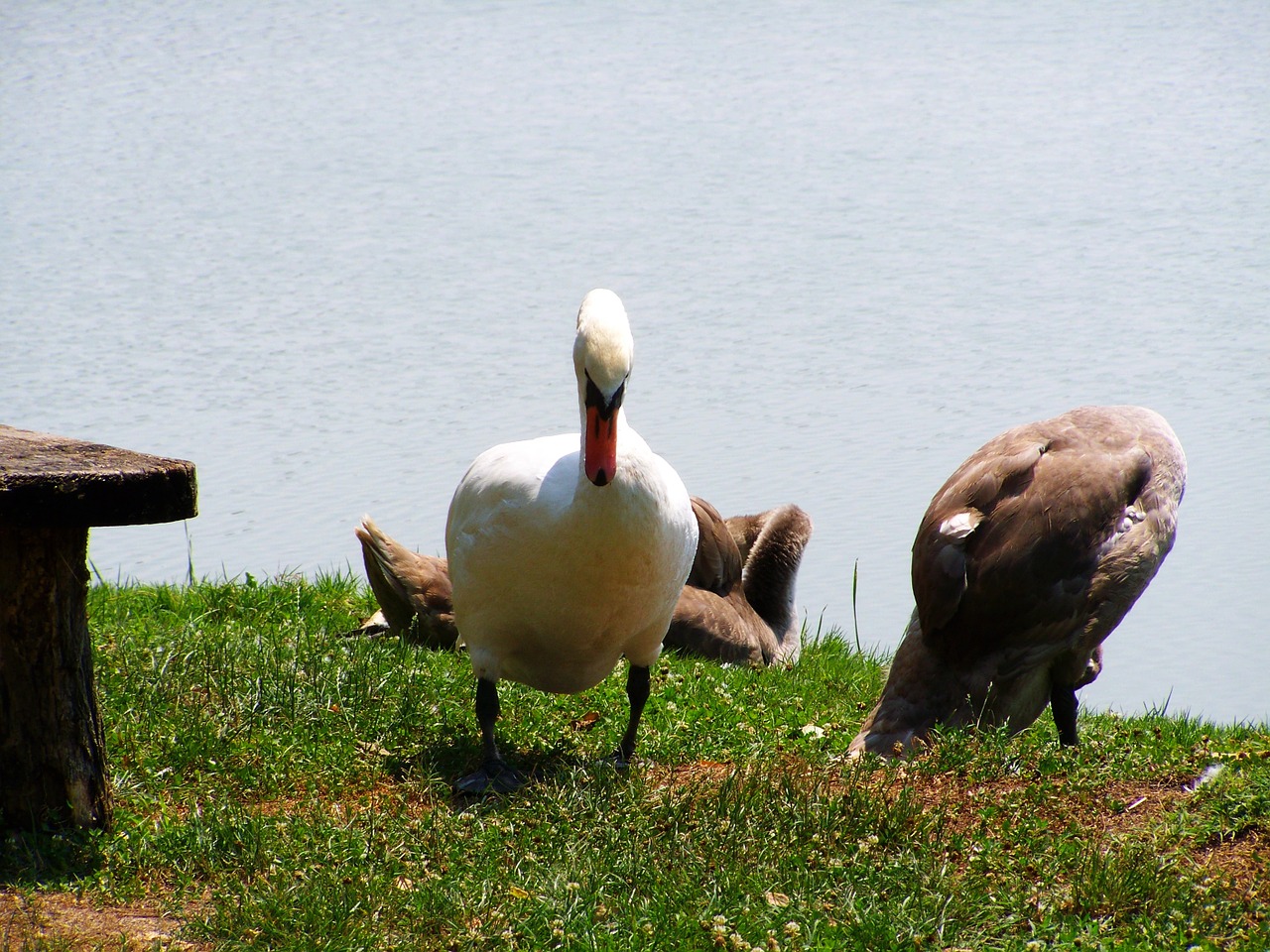 swan mama swan swan chicks free photo