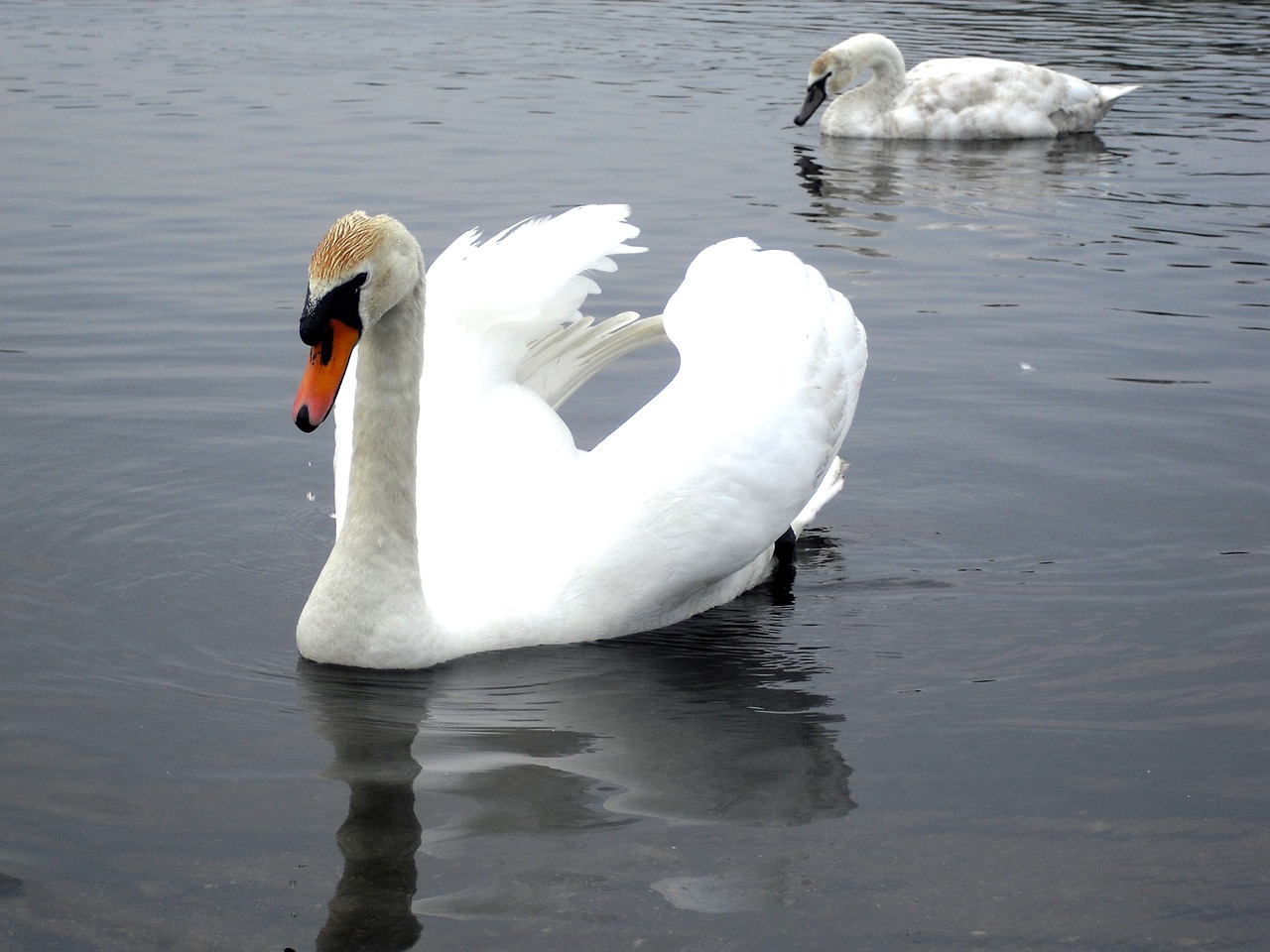 swan water white free photo