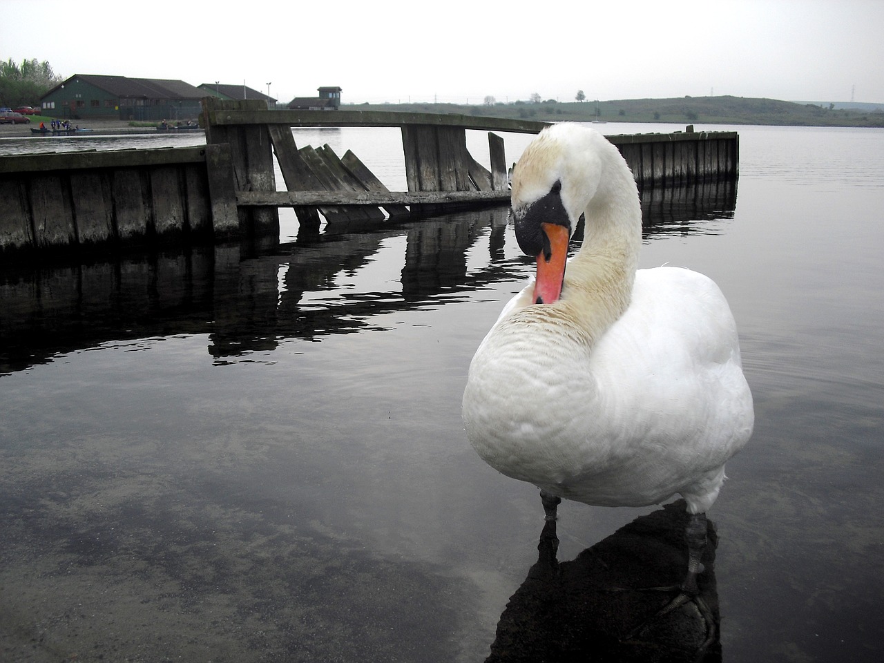 swan water white free photo