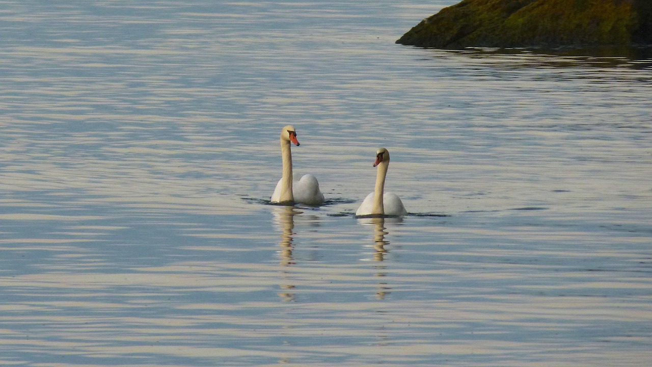 swan swans lake free photo