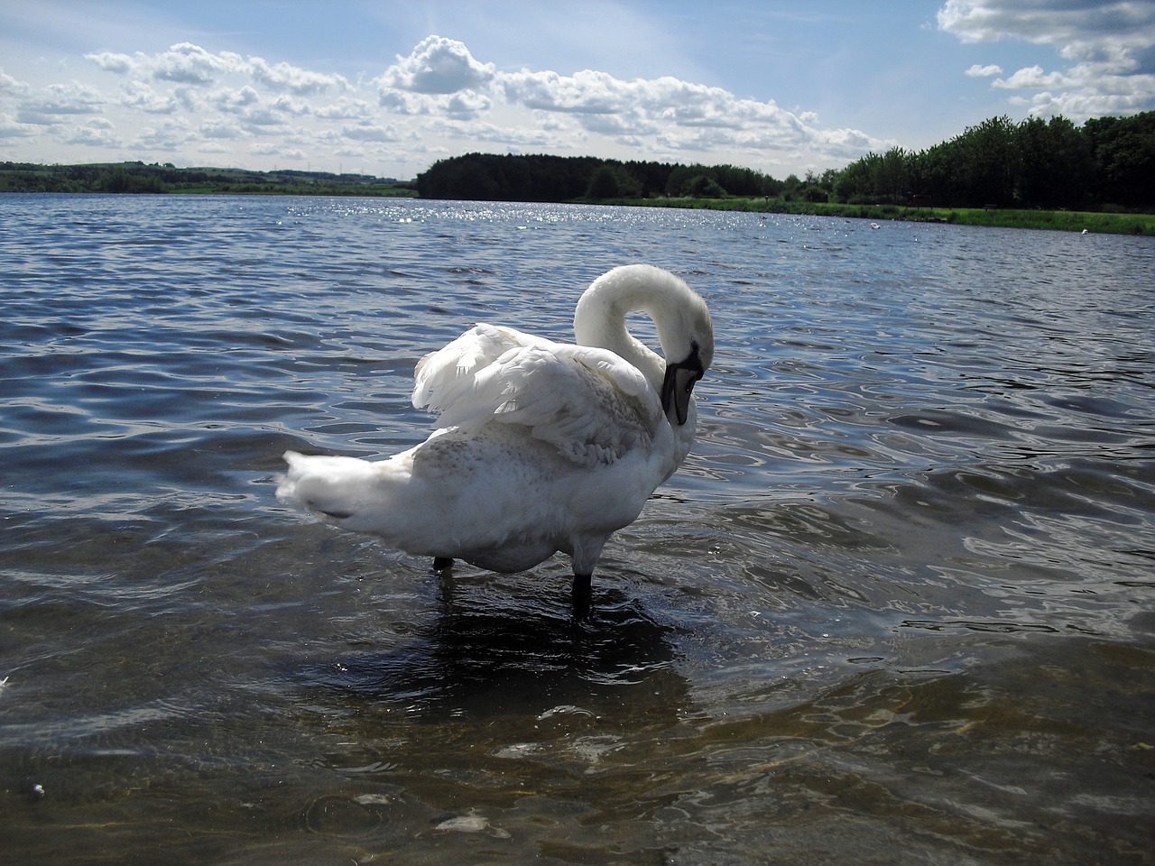 swan water loch free photo