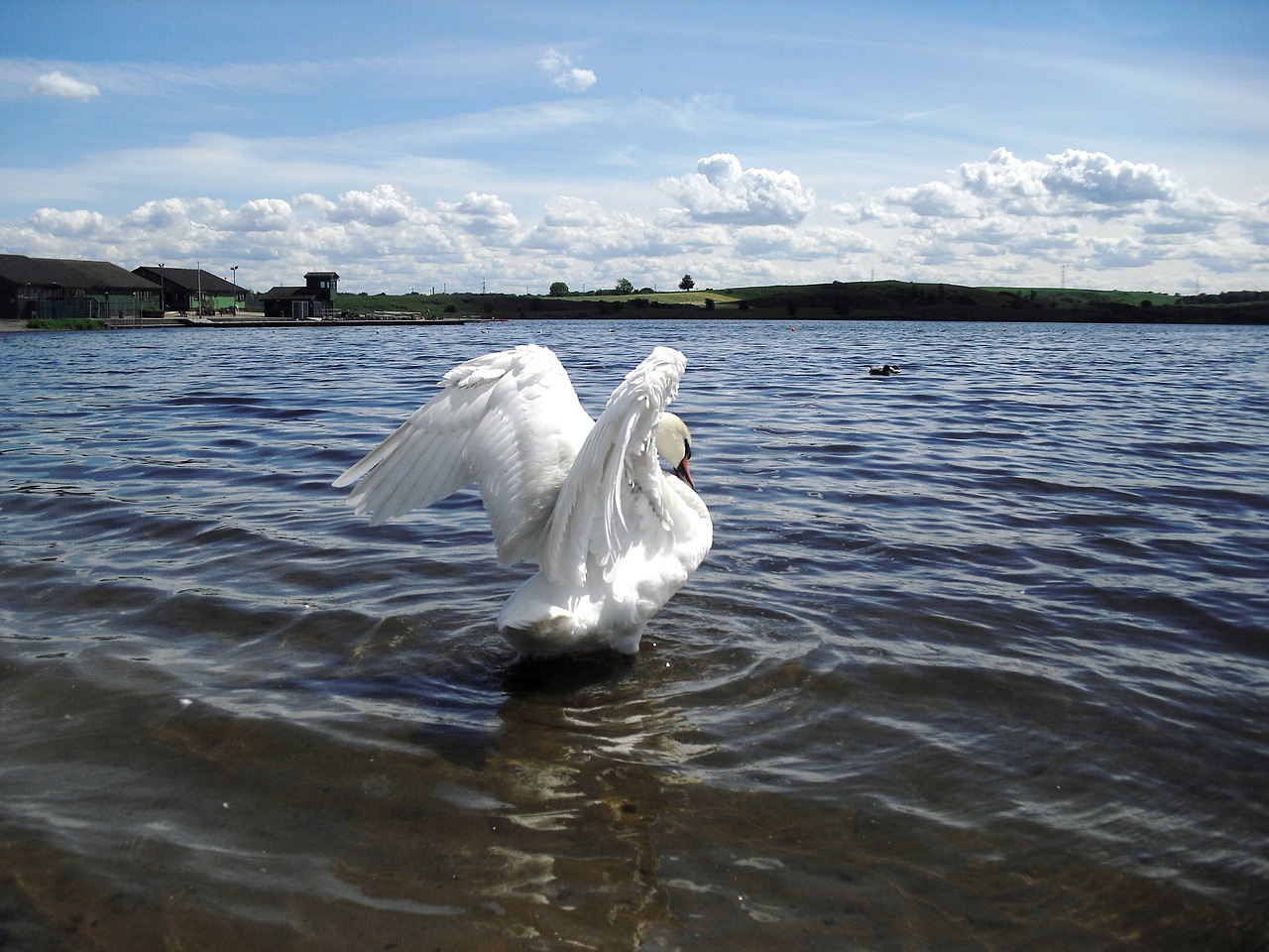 swan water loch free photo