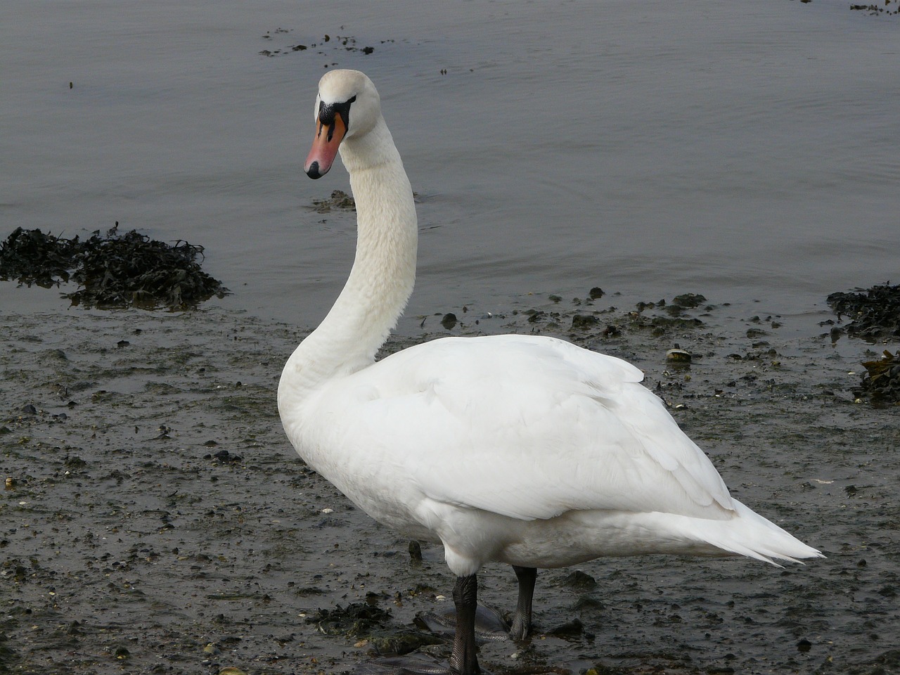 swan bird fowl free photo