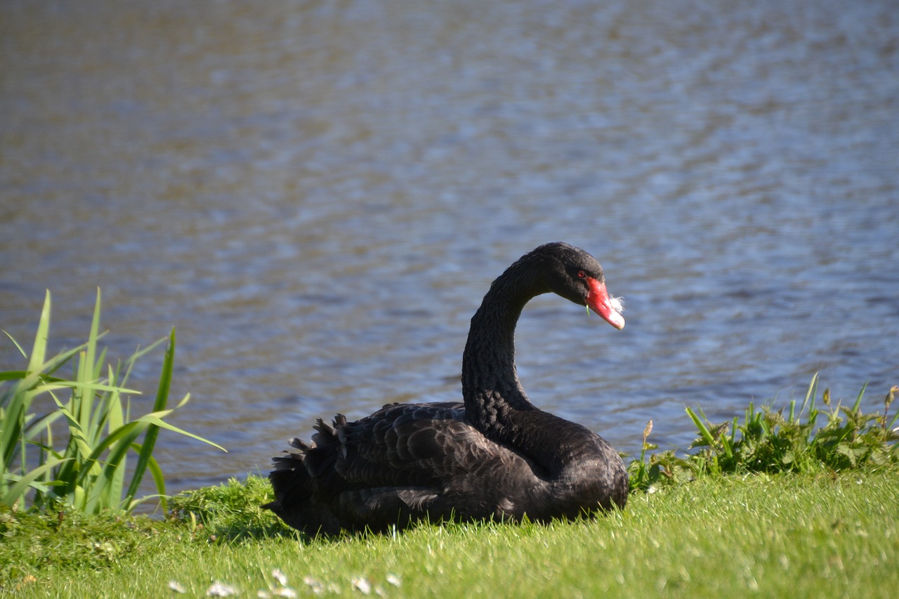 swan mourning swan black swan free photo