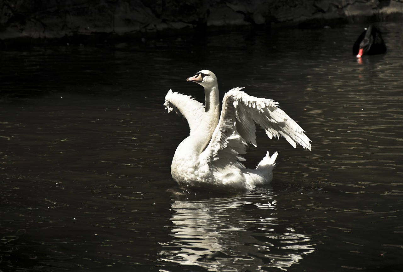 swan light white free photo