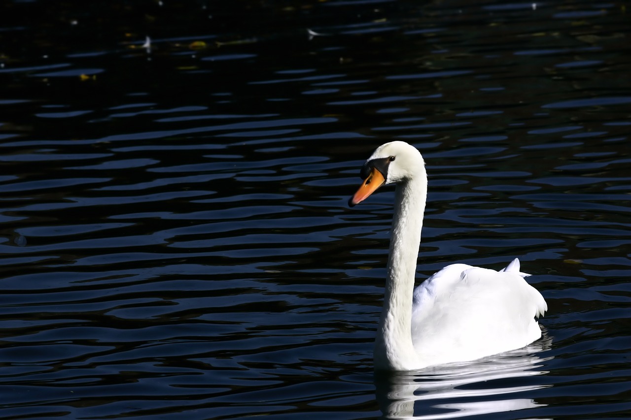 swan cygnus new free photo
