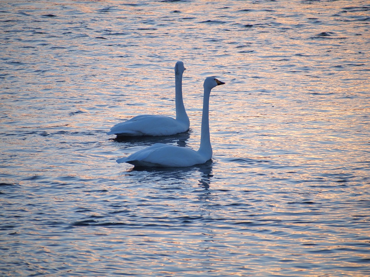 swan bird at dusk free photo