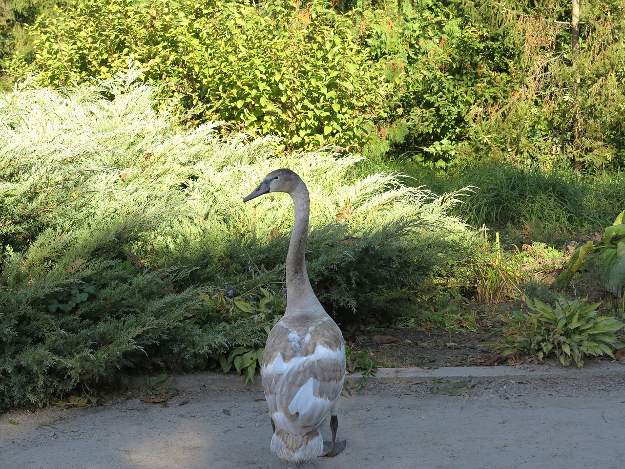 swan the ugly duckling bird free photo