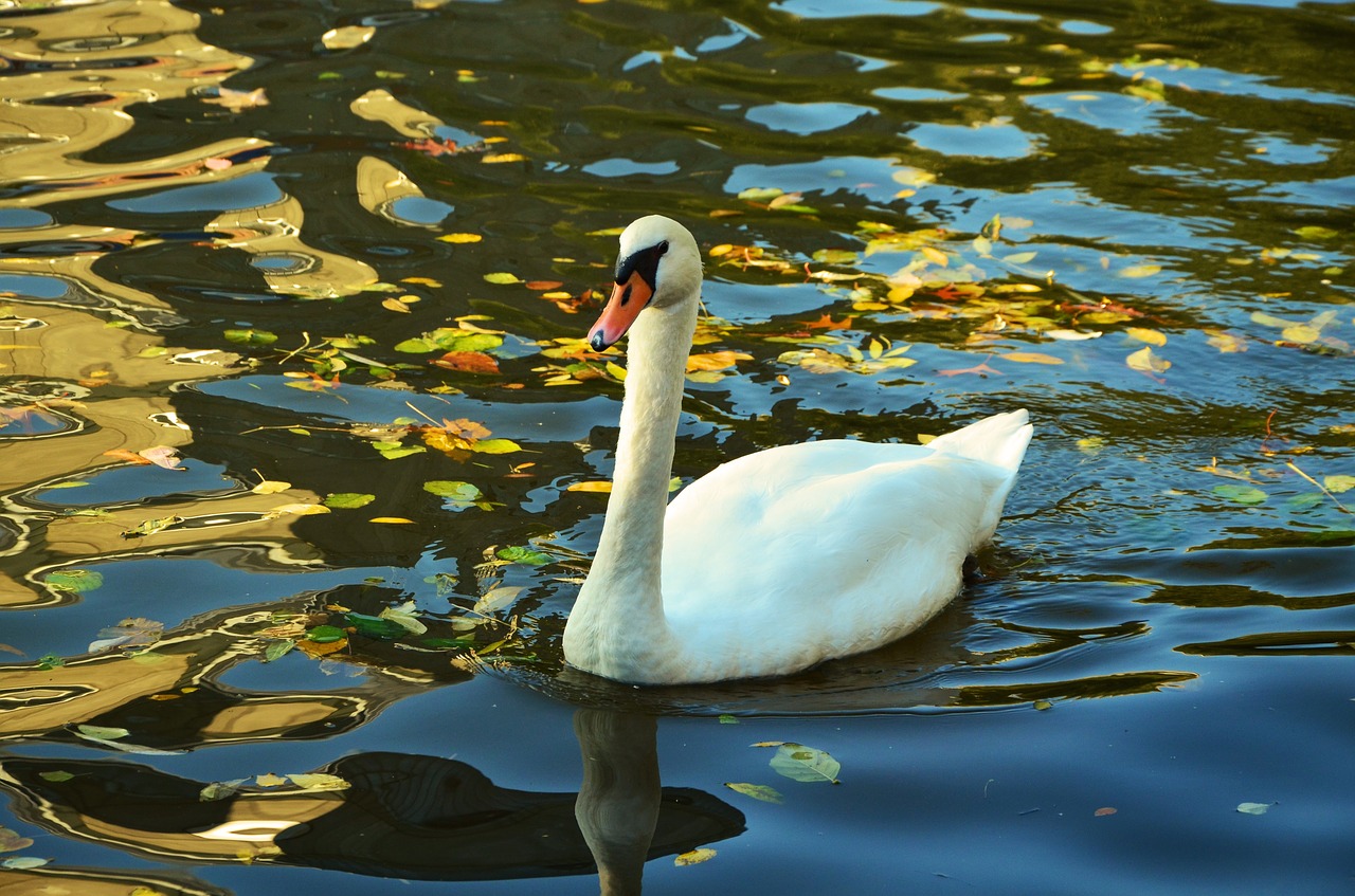 swan water lake free photo