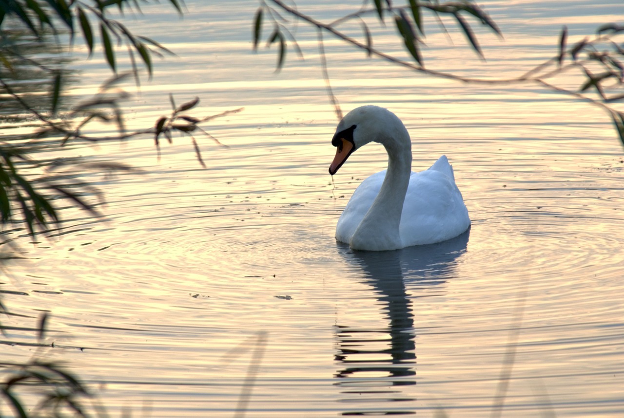 swan autumn nature free photo