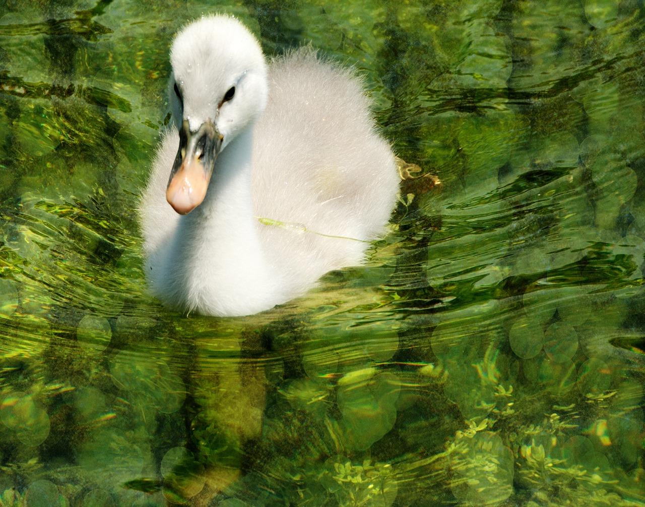 swan baby green free photo