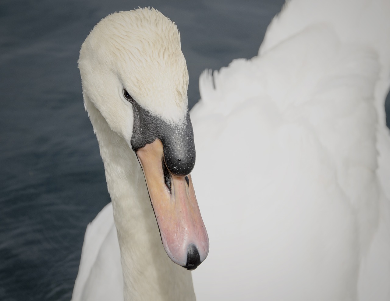 swan water bird water free photo