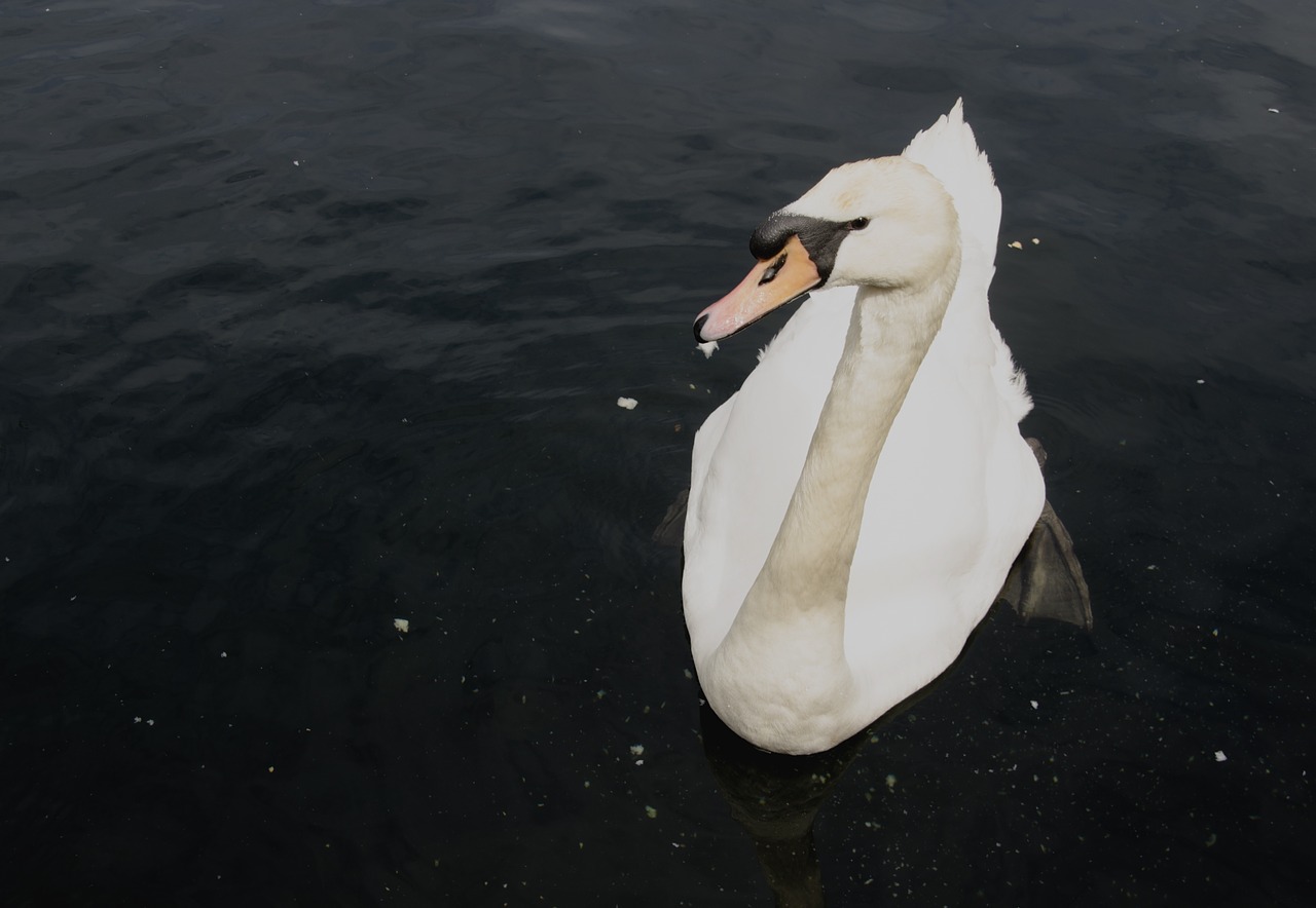 swan water bird water free photo