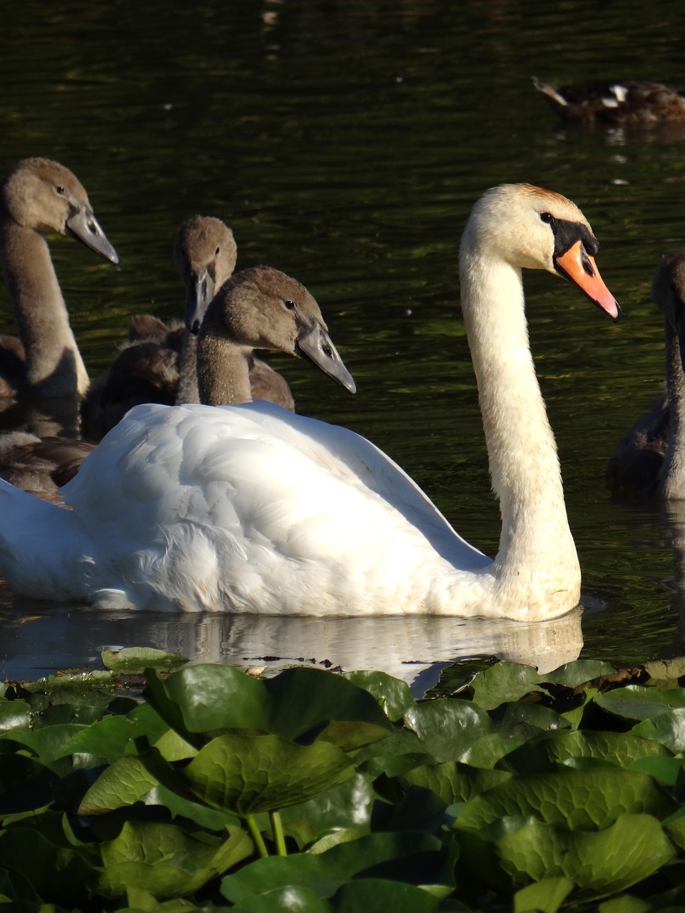 swan pond graceful free photo