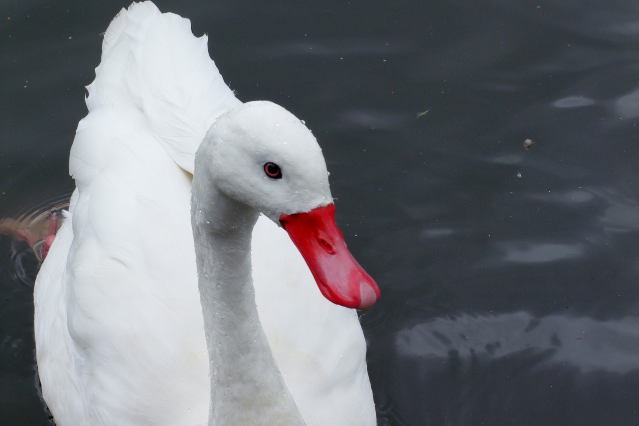 swan duck bird free photo