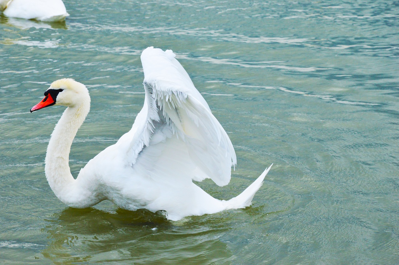 swan bird lake balaton free photo