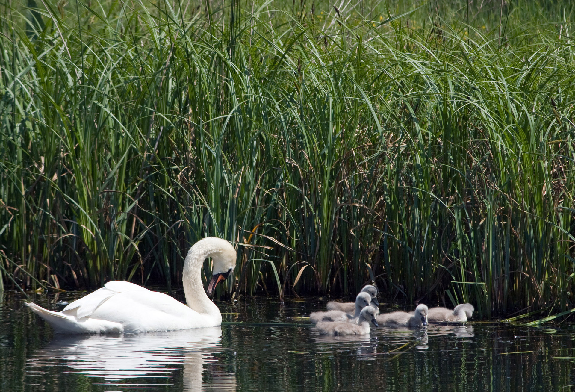 swan cygnet cygnets free photo