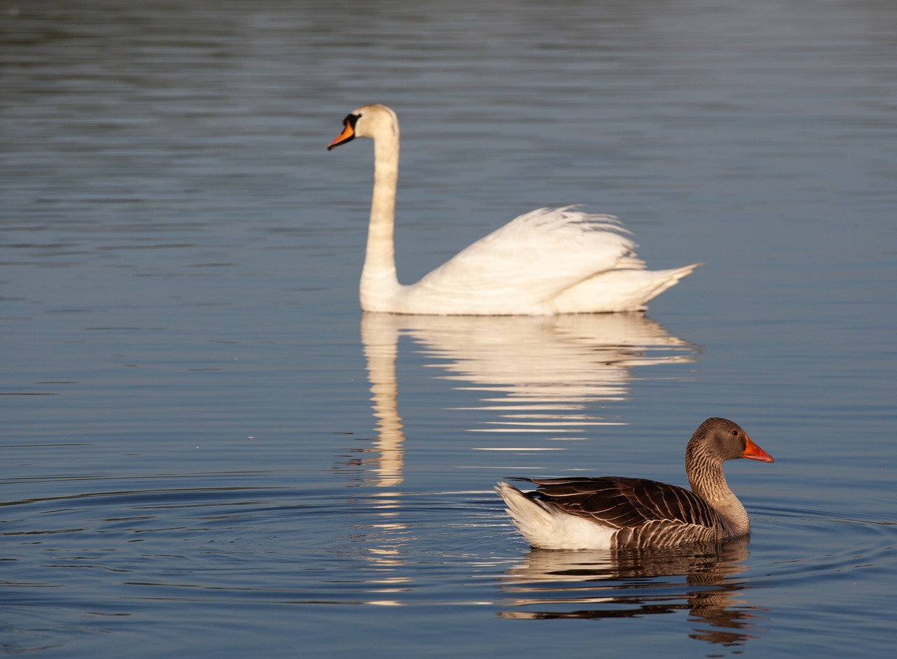 swan and goose  swan  goose free photo