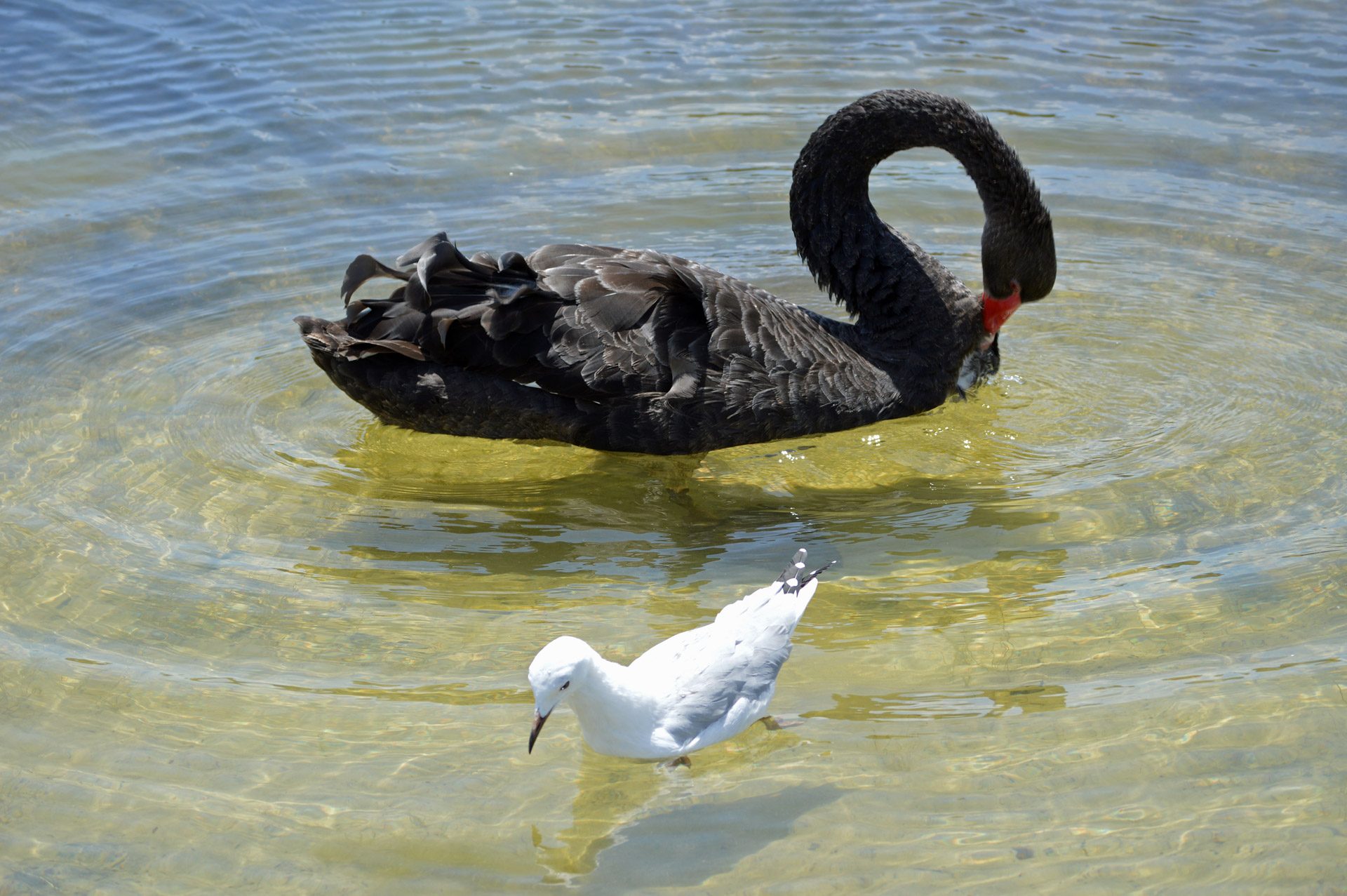 swan seagull bird free photo