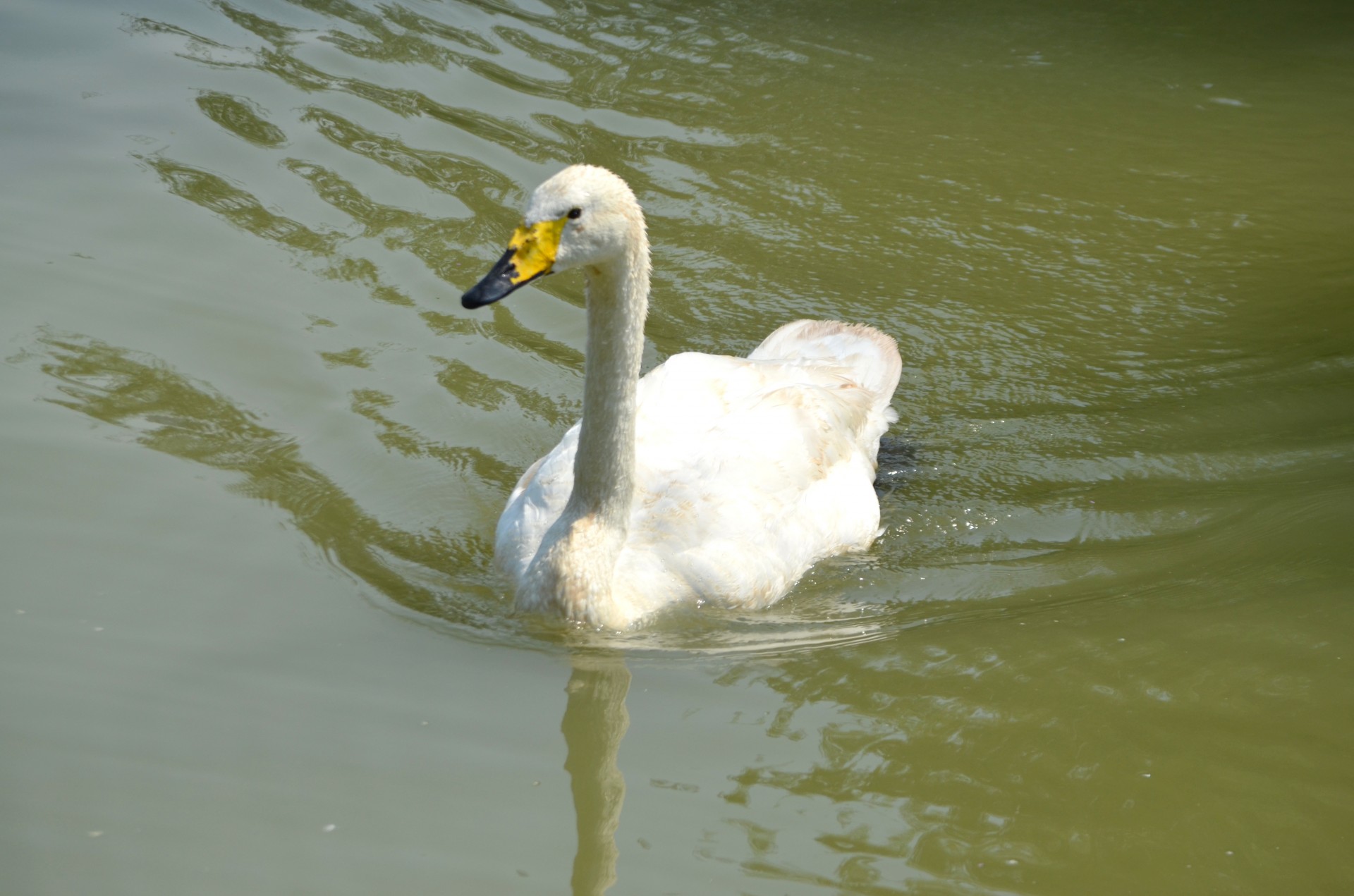 animals bird water fowl free photo