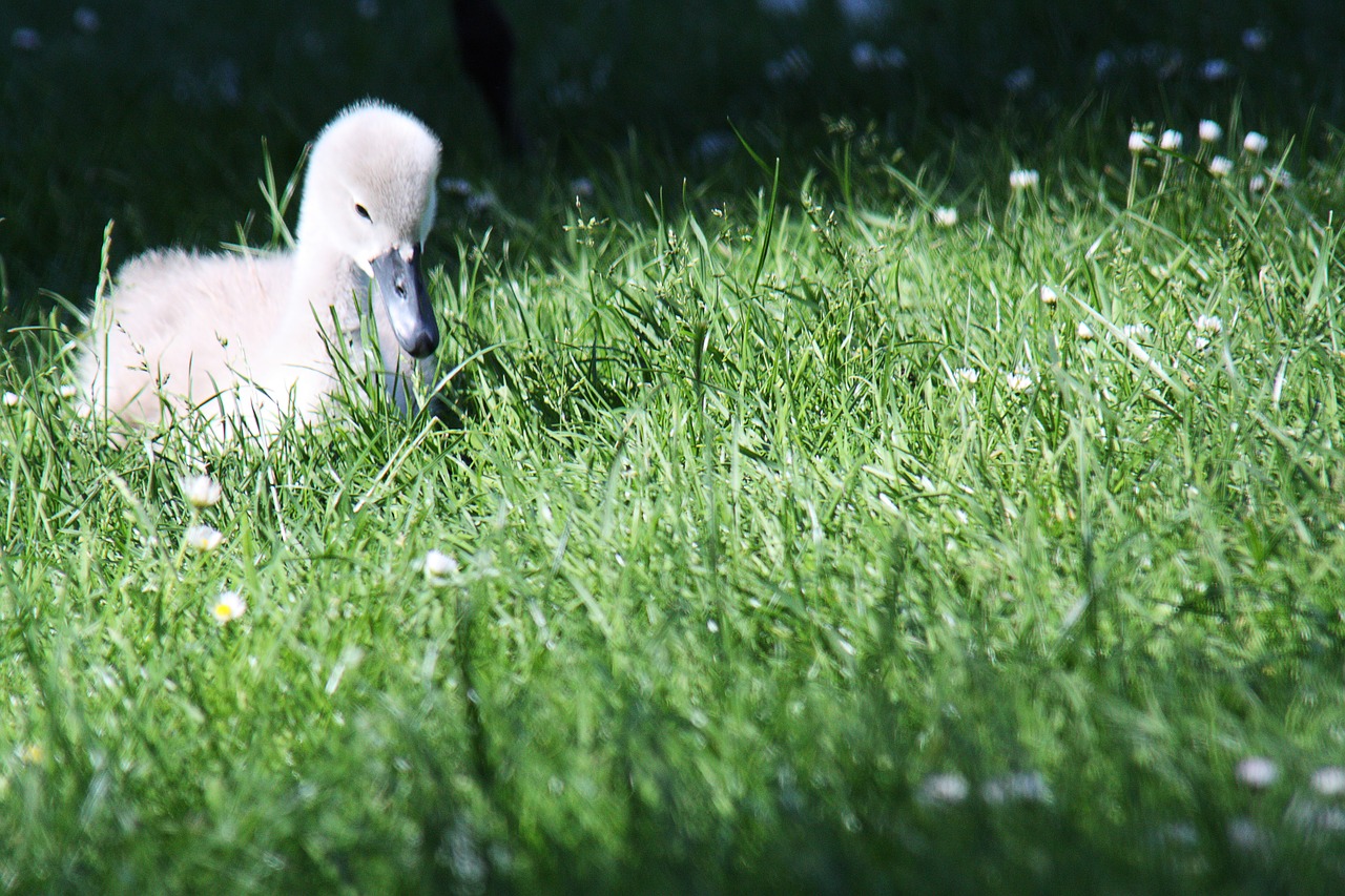 swan baby  young animal  swan free photo