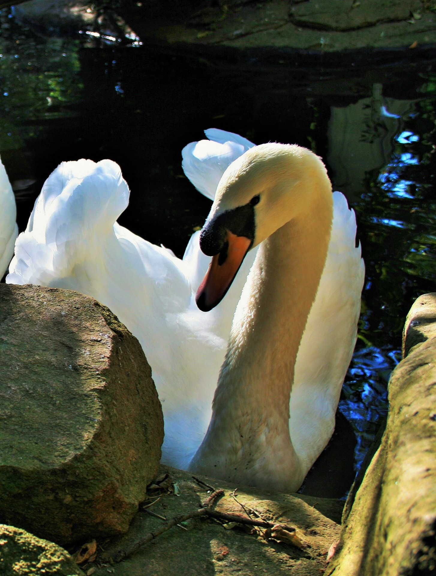 water bird white free photo