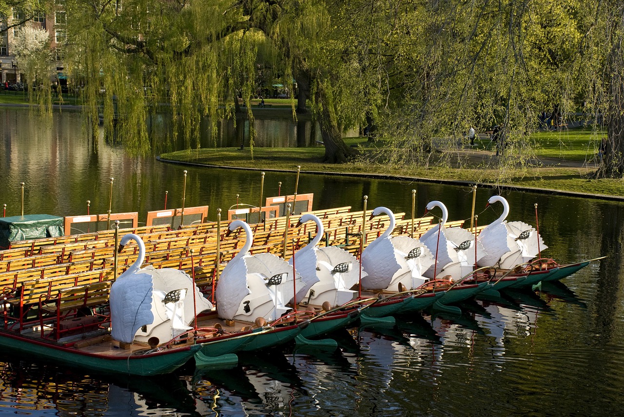 swan boats pond park free photo