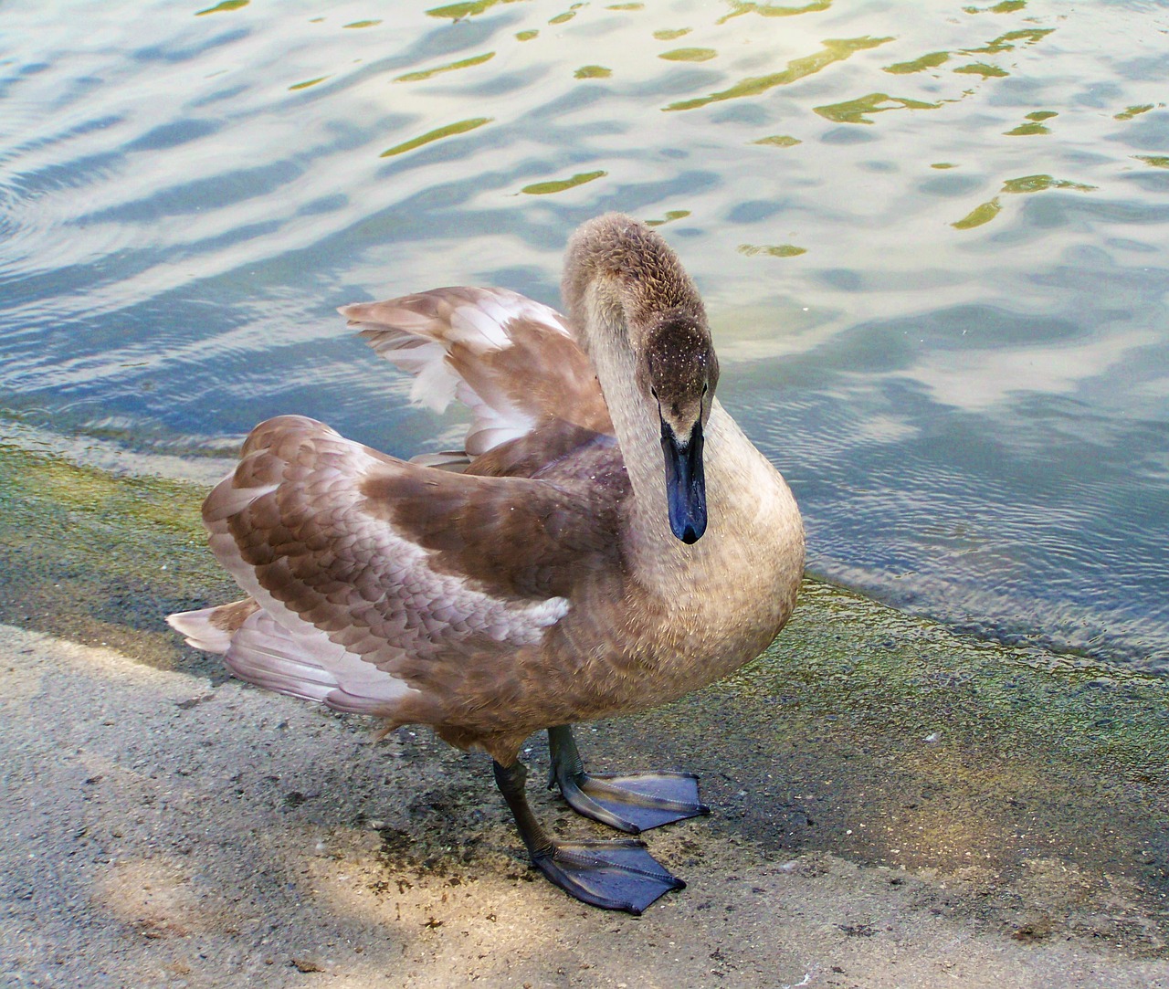 swan chicks young bird waterfowl free photo