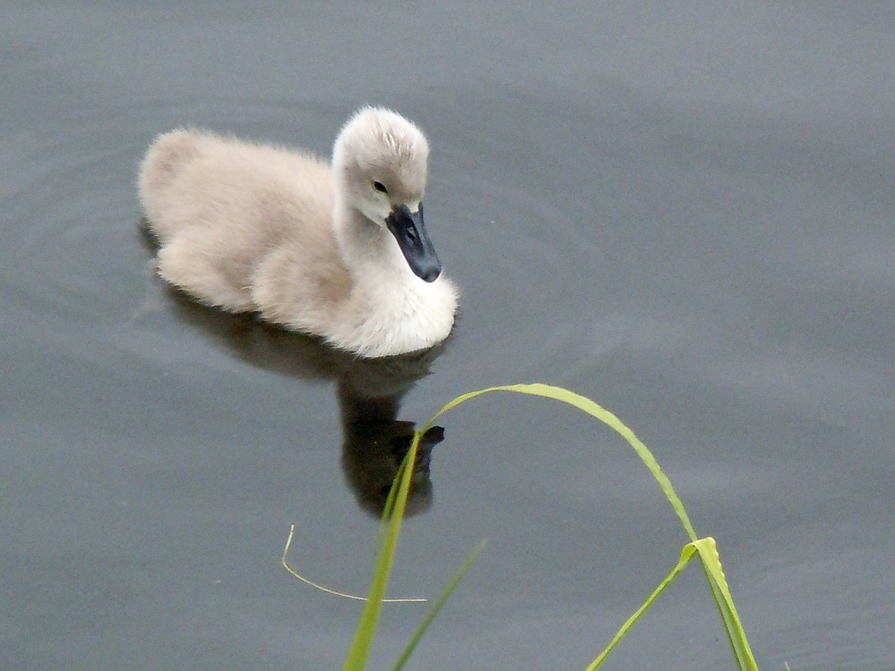 swan child chicken baby animal free photo