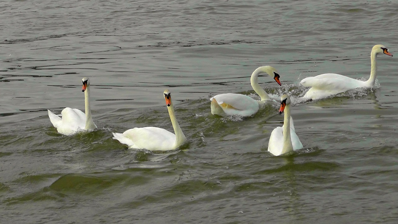 swan dance swans swan ballet free photo