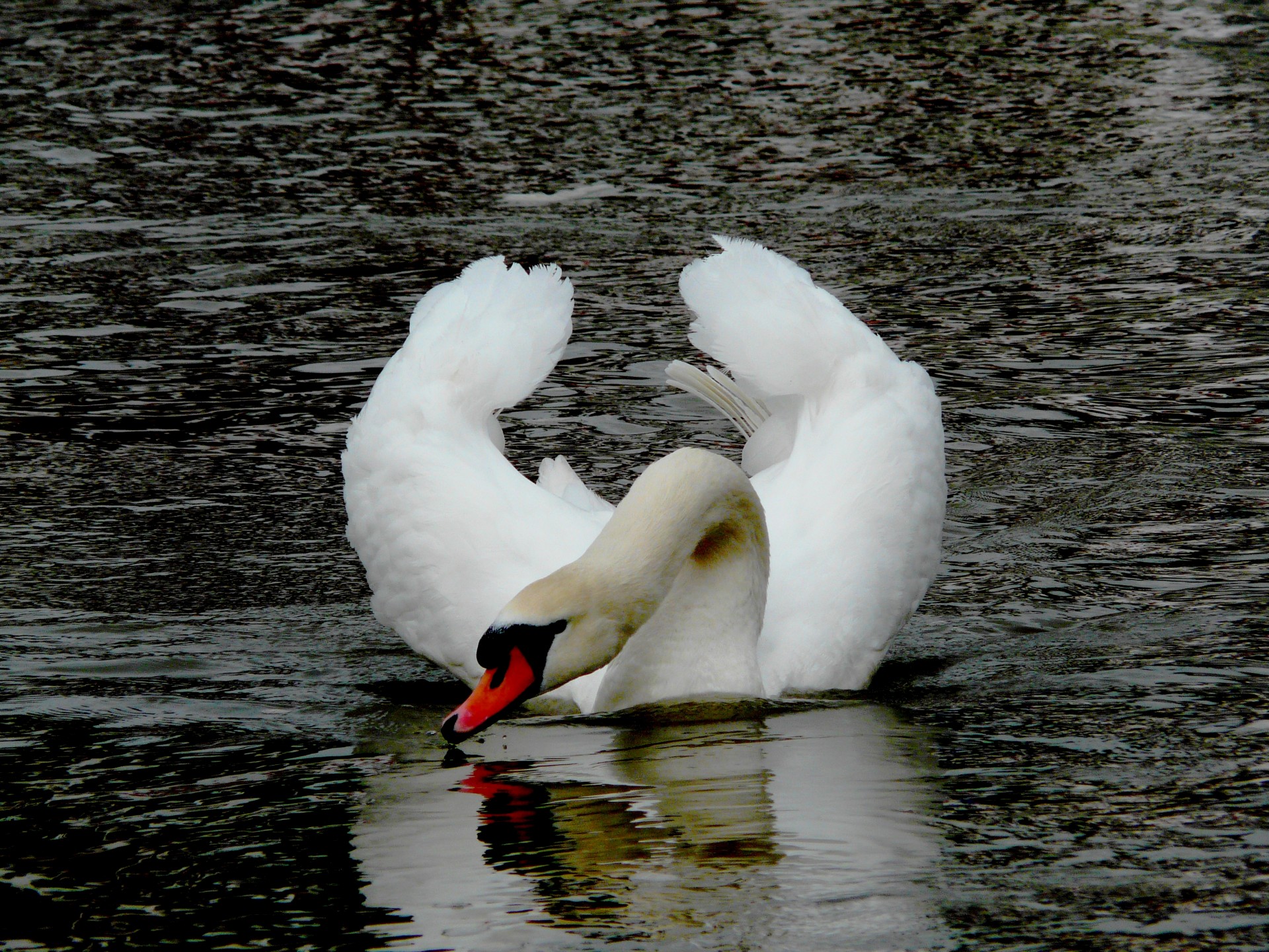 elegant swan drinking free photo