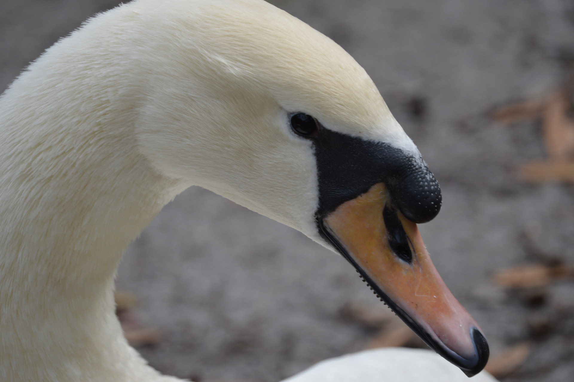 swan swan face swan face free photo