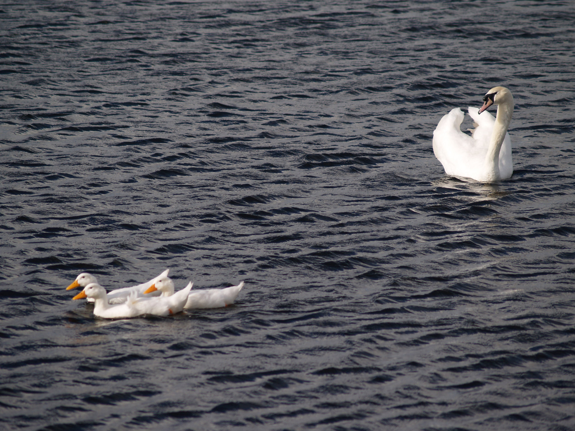swan lake bird free photo