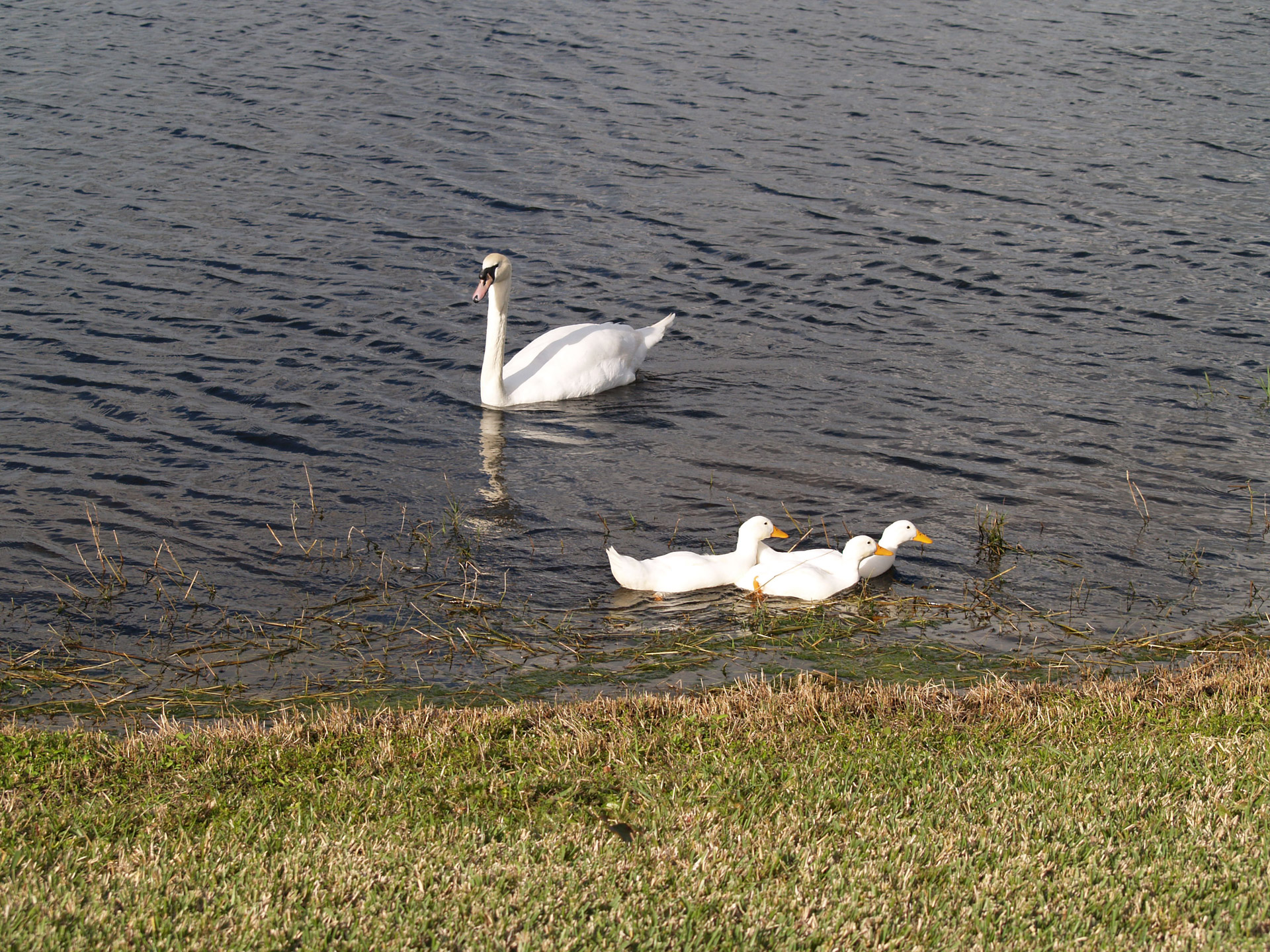 swan lake bird free photo