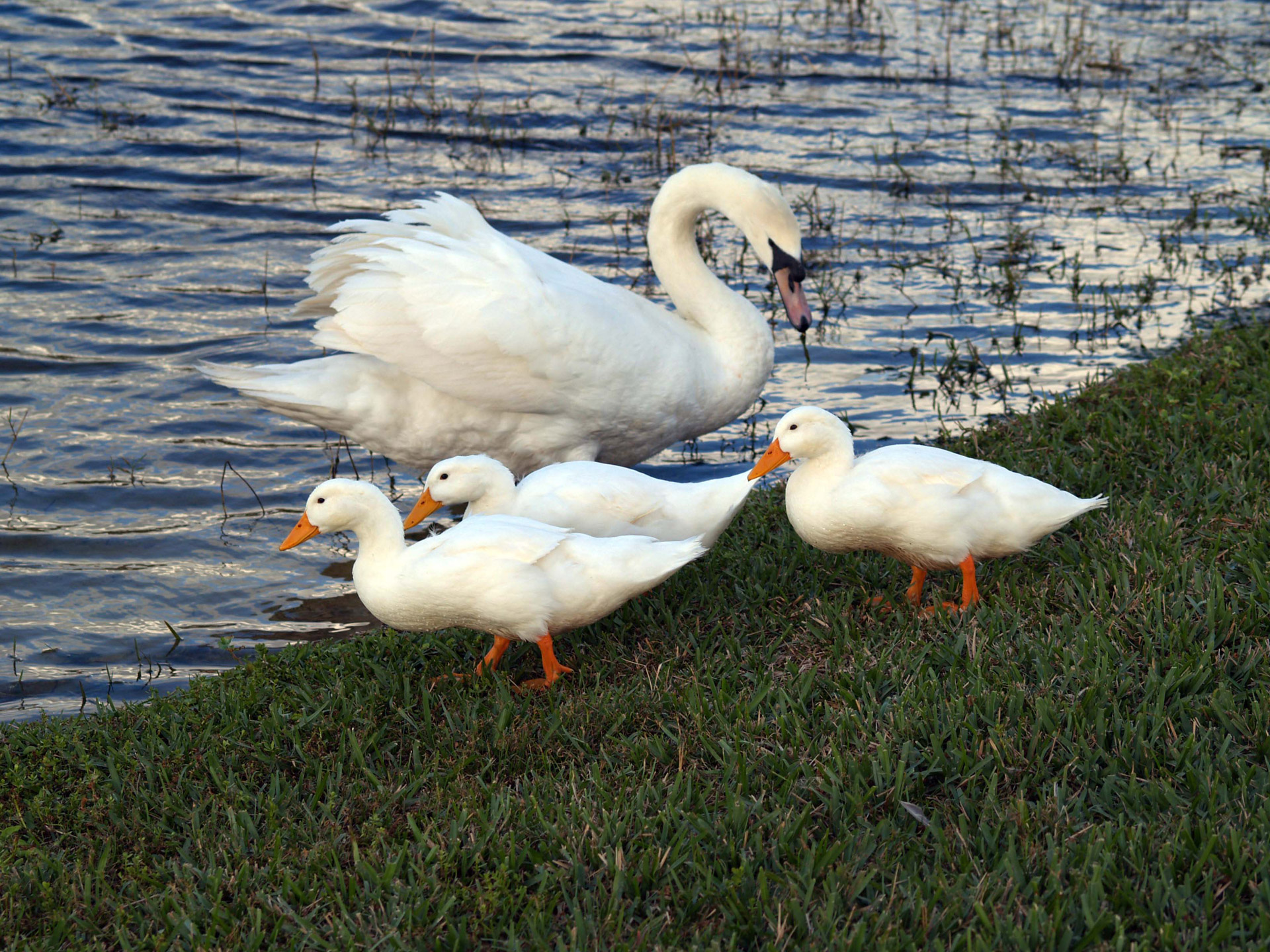 swan lake bird free photo