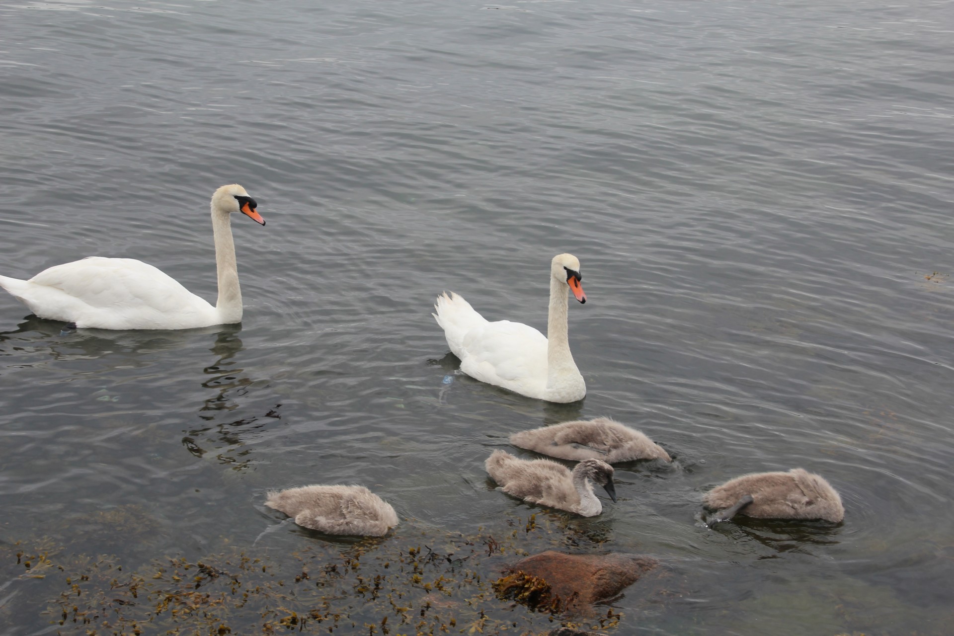 swan cygnet swan family free photo