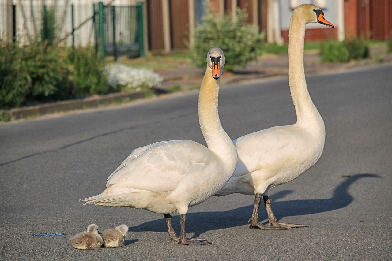 swan family baby swans road free photo