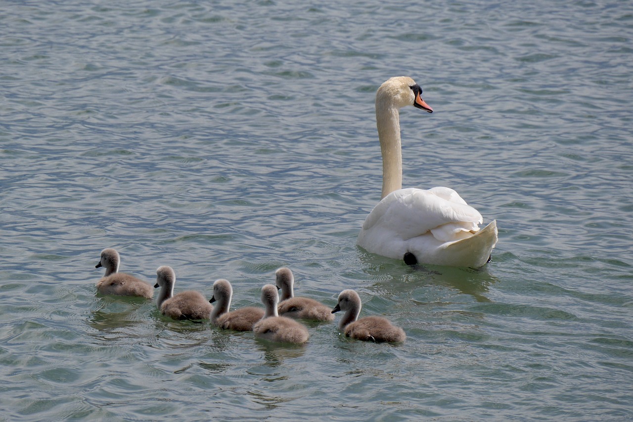 swan family young swans lake constance free photo