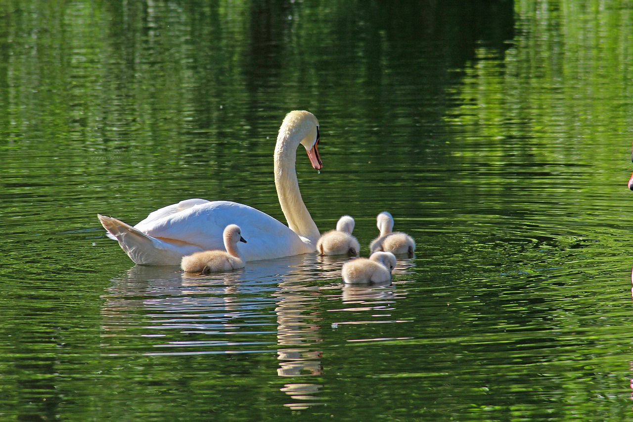 swan family young swans chicks free photo