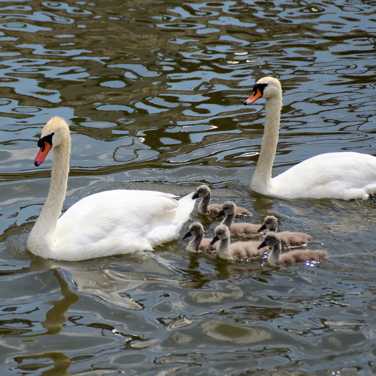 swan family  swan chicks  chicks free photo