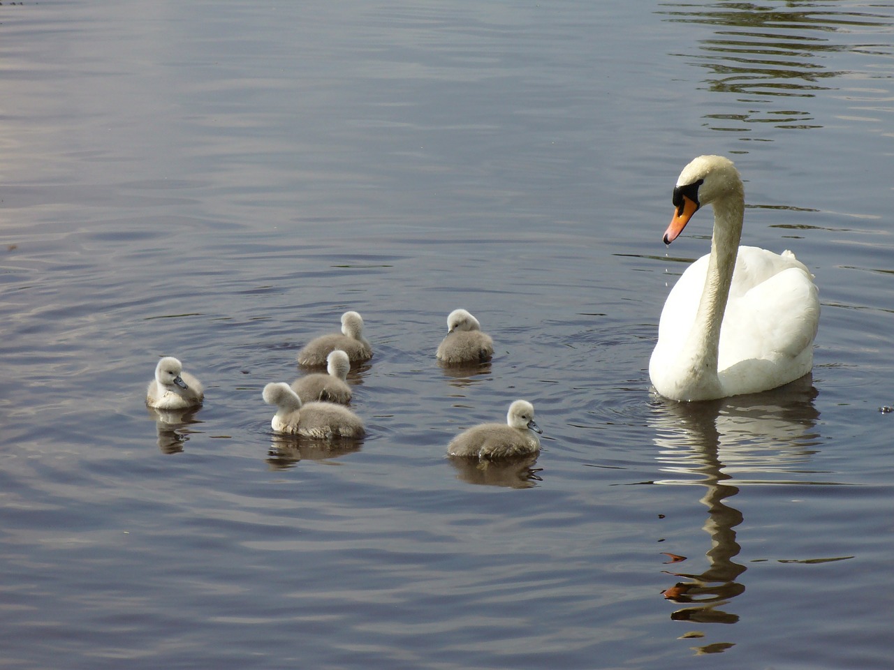 swan family swan swan mum free photo