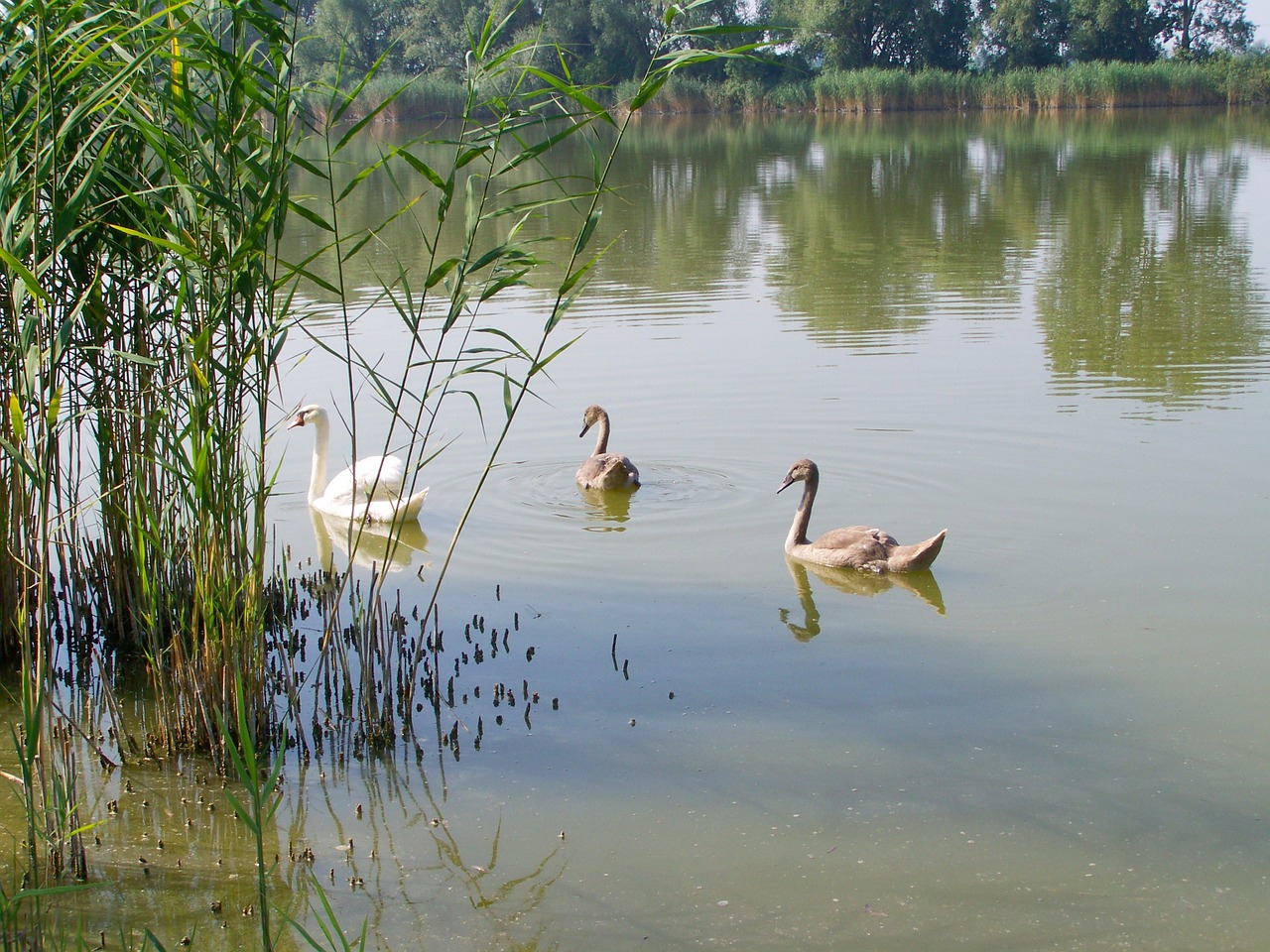 swan family white swan water bird free photo