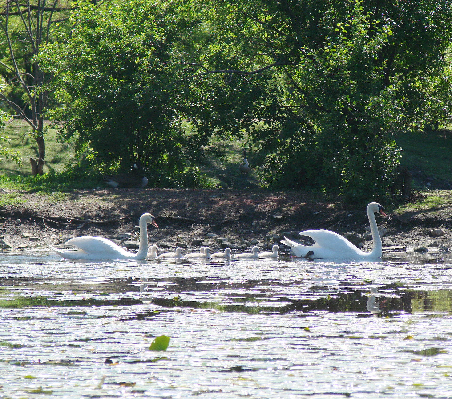 swan family outing mom free photo