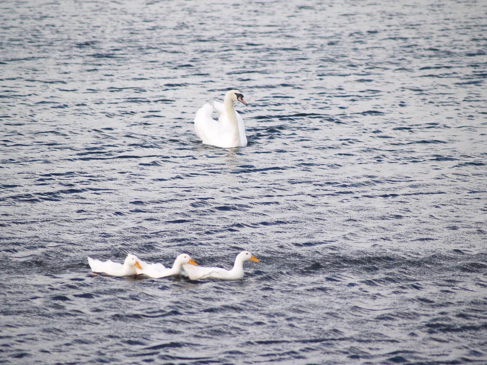 swan lake bird free photo