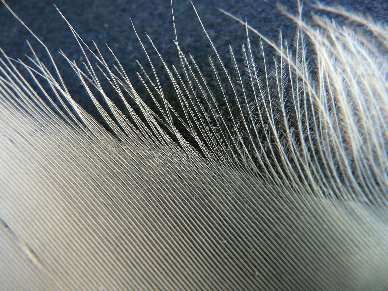 swan feather feather swan free photo