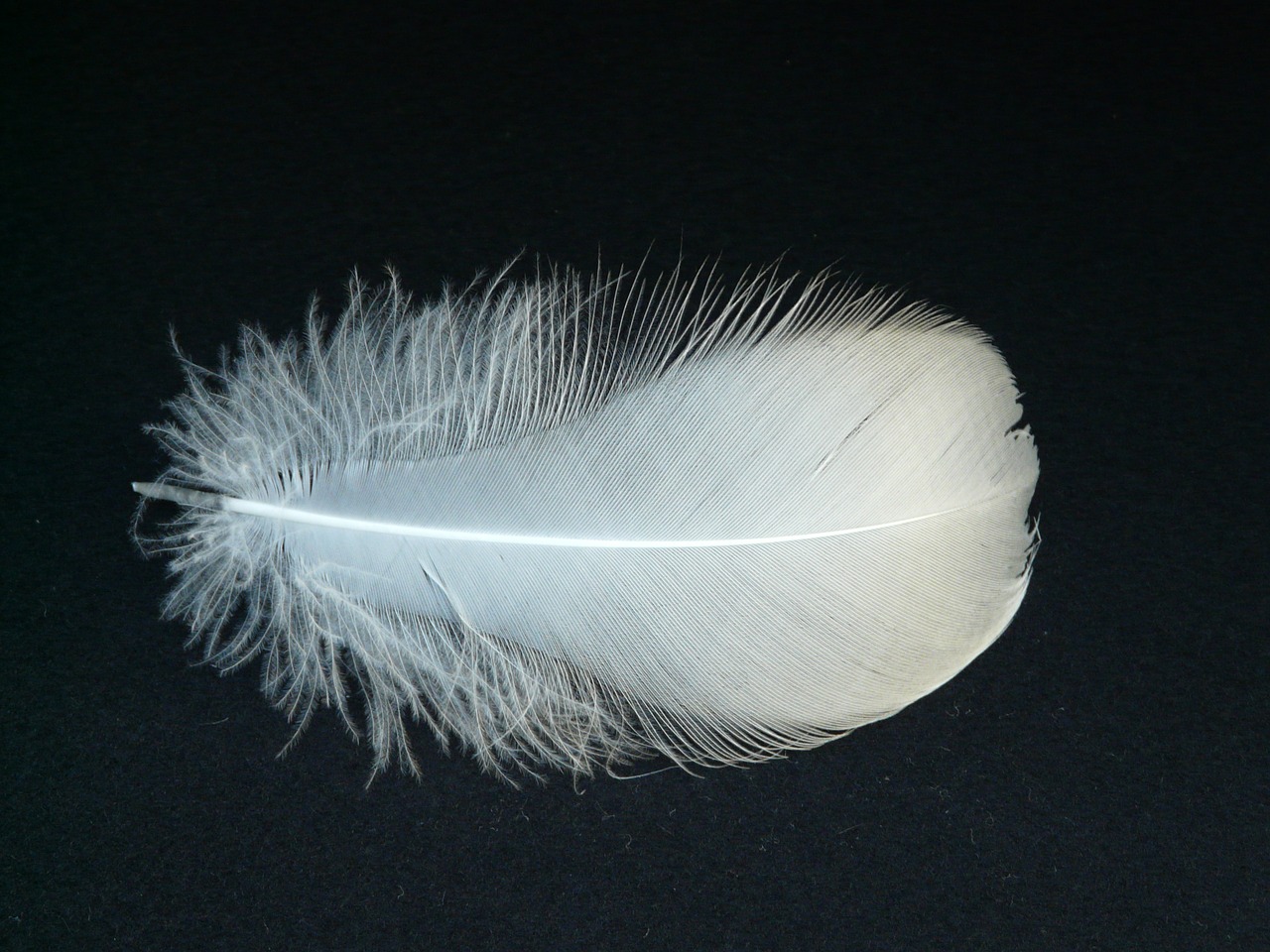 swan feather feather swan free photo